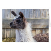 A Happy Llama (Vorderseite (Horizontal))