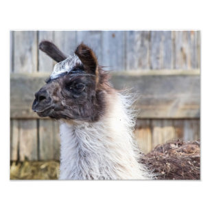 A Happy Llama Fotodruck