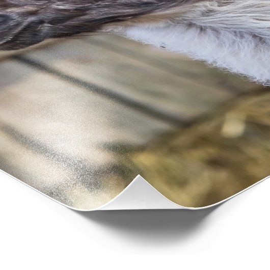 A Happy Llama Fotodruck (Ecke)