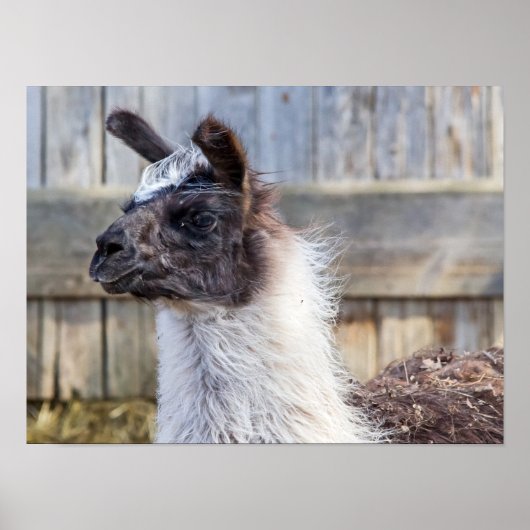 A Happy Llama Poster (Vorne)