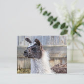A Happy Llama Postkarte (Stehend Vorderseite)