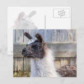 A Happy Llama Postkarte (Vorne/Hinten)