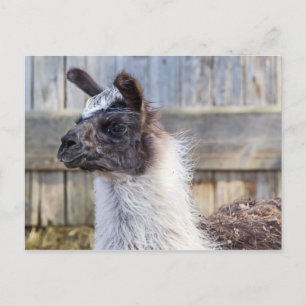 A Happy Llama Postkarte
