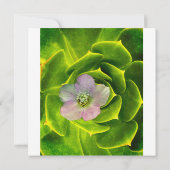 A Hellebore,  a Lenten Rose (Rückseite)