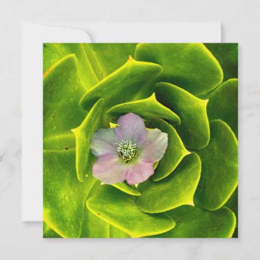 A Hellebore, a Lenten Rose Dankeskarte (Vorderseite)
