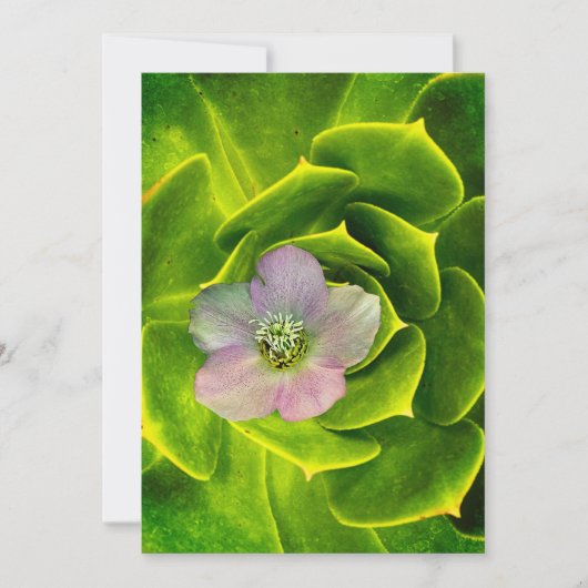 A Hellebore, a Lenten Rose Einladung (Vorderseite)