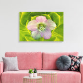 A Hellebore,  a Lenten Rose Leinwanddruck (Insitu (Wohnzimmer))