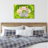 A Hellebore,  a Lenten Rose Leinwanddruck (Insitu (Schlafzimmer))
