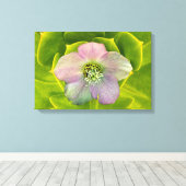 A Hellebore,  a Lenten Rose Leinwanddruck (Insitu (Holzboden))