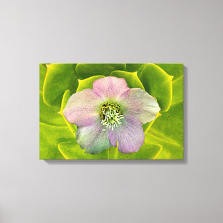 A Hellebore,  a Lenten Rose Leinwanddruck