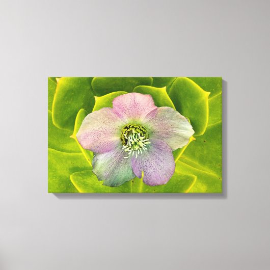 A Hellebore,  a Lenten Rose Leinwanddruck (Vorderseite)