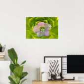 A Hellebore,  a Lenten Rose Poster (Heimbüro)