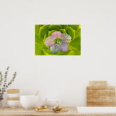 A Hellebore,  a Lenten Rose Poster (Küche)