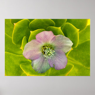A Hellebore,  a Lenten Rose Poster