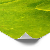 A Hellebore,  a Lenten Rose Poster (Ecke)