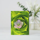 A Hellebore, a Lenten Rose Postkarte (Stehend Vorderseite)