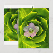 A Hellebore, a Lenten Rose Postkarte (Vorne/Hinten)