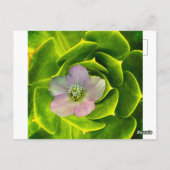 A Hellebore, a Lenten Rose Postkarte (Rückseite)