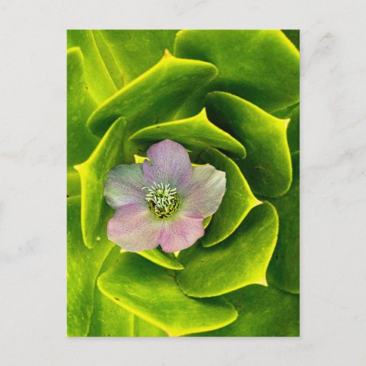 A Hellebore, a Lenten Rose Postkarte (Vorderseite)