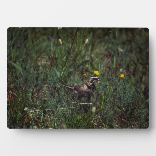 A Horned Lark Fotoplatte (Vorderseite)