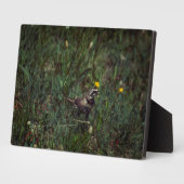 A Horned Lark Fotoplatte (Seite)