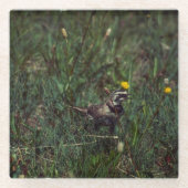 A Horned Lark Glasuntersetzer (Vorderseite)