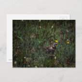 A Horned Lark Postkarte (Vorne/Hinten)