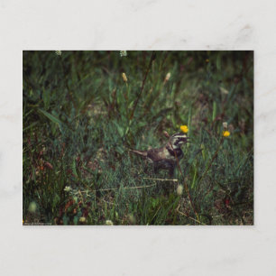 A Horned Lark Postkarte