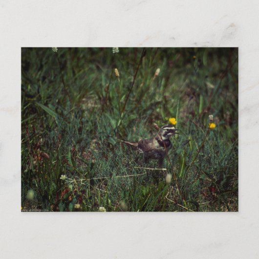 A Horned Lark Postkarte (Vorderseite)