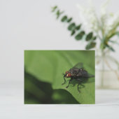 A housefly on a Green leaf Postkarte (Stehend Vorderseite)