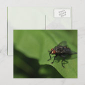 A housefly on a Green leaf Postkarte (Vorne/Hinten)