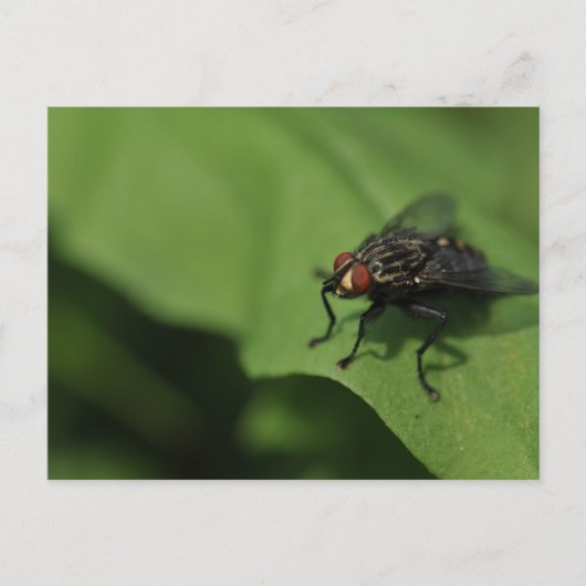 A housefly on a Green leaf Postkarte (Vorderseite)