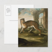 A Jaguar Postkarte (Vorne/Hinten)