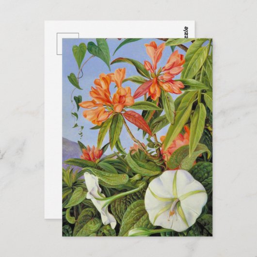 A Javan Rhododendrum und Ipomoea Postkarte (Vorne/Hinten)