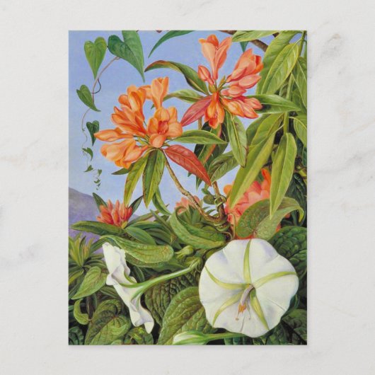 A Javan Rhododendrum und Ipomoea Postkarte (Vorderseite)