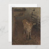A Jersey Calf Postkarte (Vorne/Hinten)