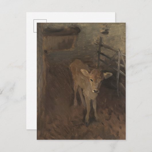 A Jersey Calf Postkarte (Vorne/Hinten)