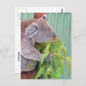 A Koala in Australien Postkarte (Vorne/Hinten)