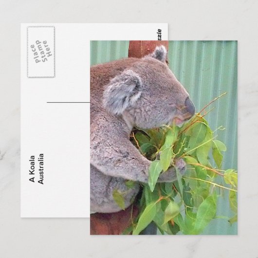 A Koala in Australien Postkarte (Vorne/Hinten)
