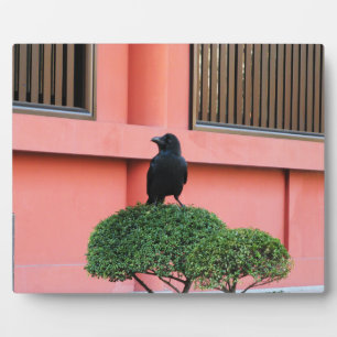 A Large-Billed Jungle Crow A Perch On A Cloud Tree Fotoplatte