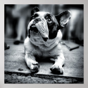 A Lil'French Bulldog Waits Poster