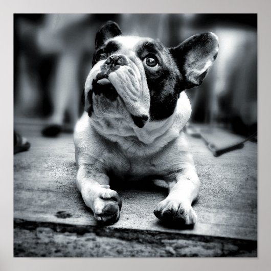 A Lil'French Bulldog Waits Poster (Vorne)