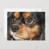 A Loyal Dog Cavalier King Charles Spaniel Postcard Postkarte (Vorne/Hinten)