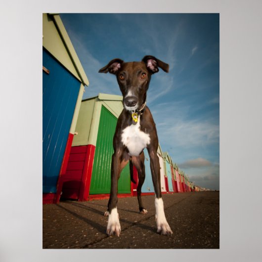 A Lurcher Standing In Front Of Some Beach Huts Poster (Vorne)