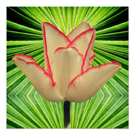 A magic tulip poster (Vorderseite)