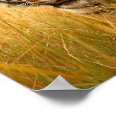 A Majestic Bengal Tiger Poster (Ecke)