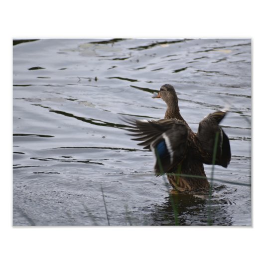 A Mallard duck flapping her wings. Fotodruck (Vorne)
