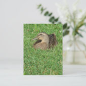 A Mallard Hen Postkarte (Stehend Vorderseite)