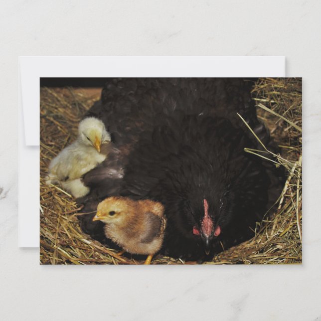 A Mama und ihre Chicks (Vorderseite)