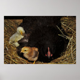 A Mama und ihre Chicks Poster